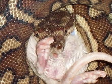 male bredli