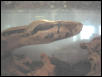 Buffy's Head