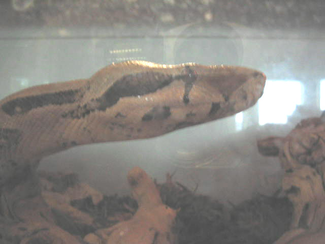 Buffy's Head