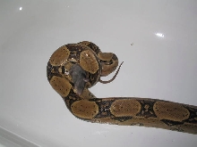 Buffy Eating