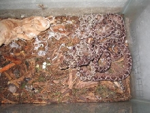 1.1 Cooks Tree Boas