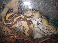 Ezmerelda Eating