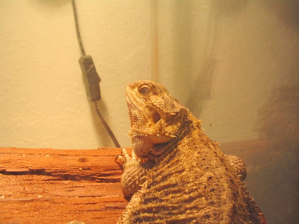 Fat Lance