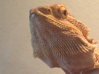 Gwenevere Portrait