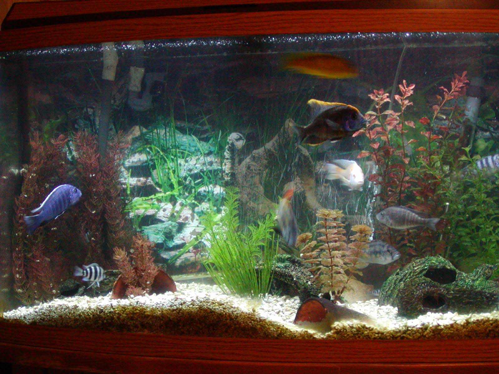 African Cichlids