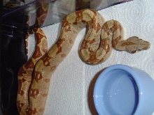 Gee Line Hypo