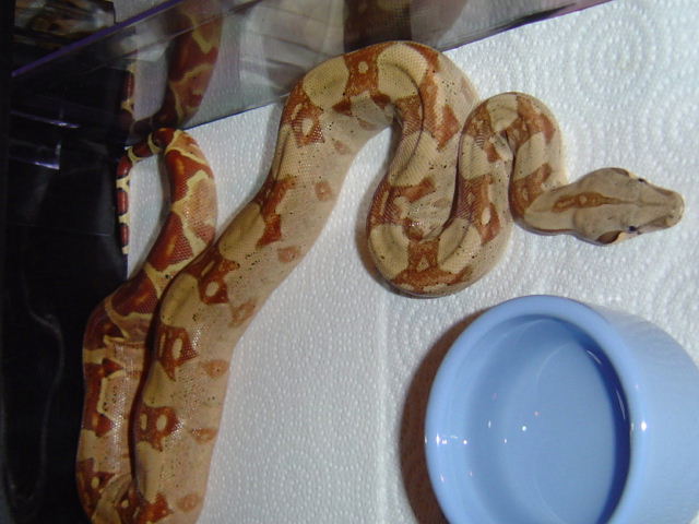 Gee Line Hypo