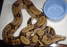 Western Costa Rican BCI
