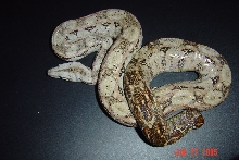 Female Sonoran Hypo