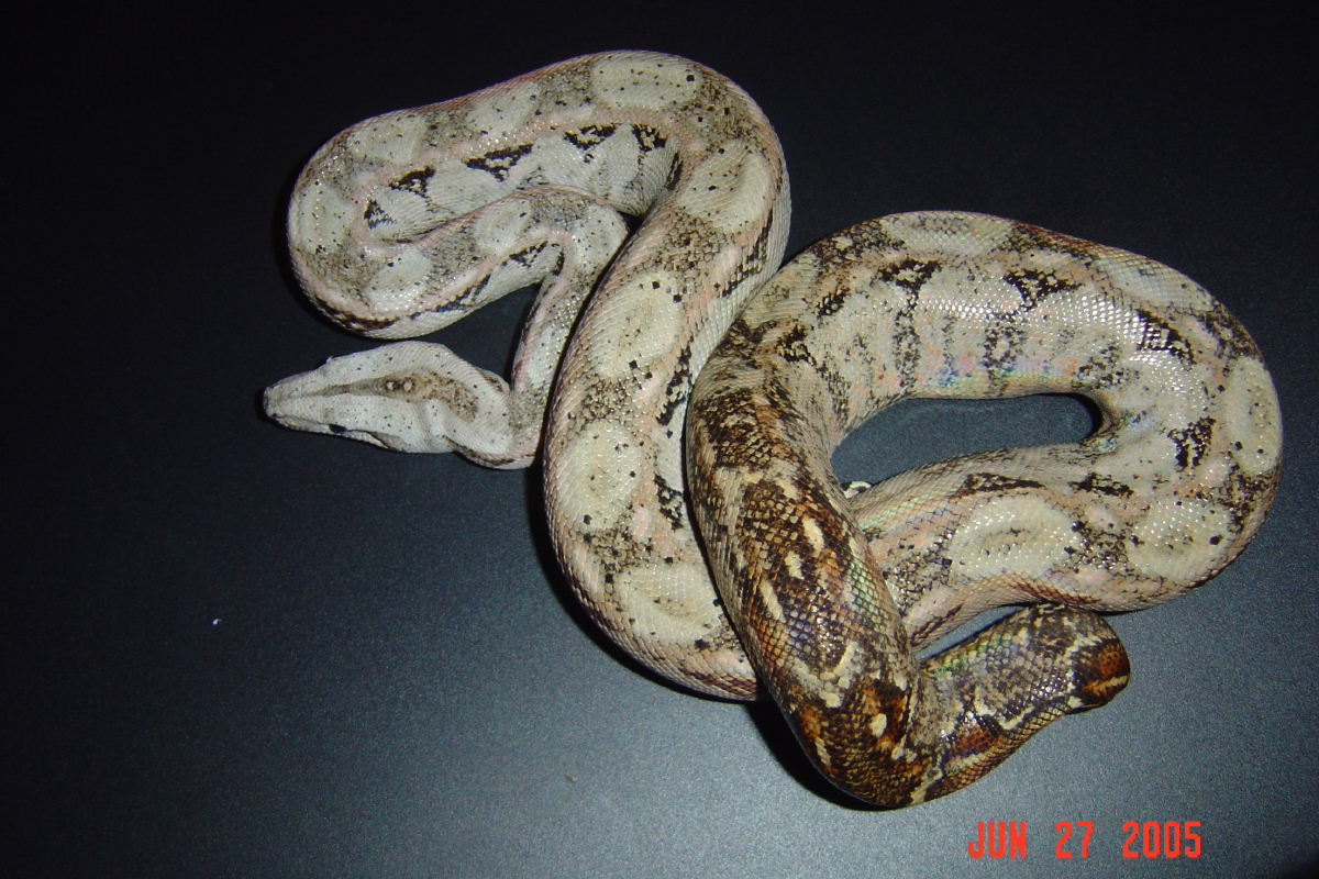Female Sonoran Hypo