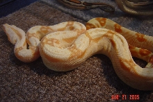 Celia's Sharp Sunglow