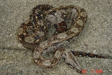 male sonoran