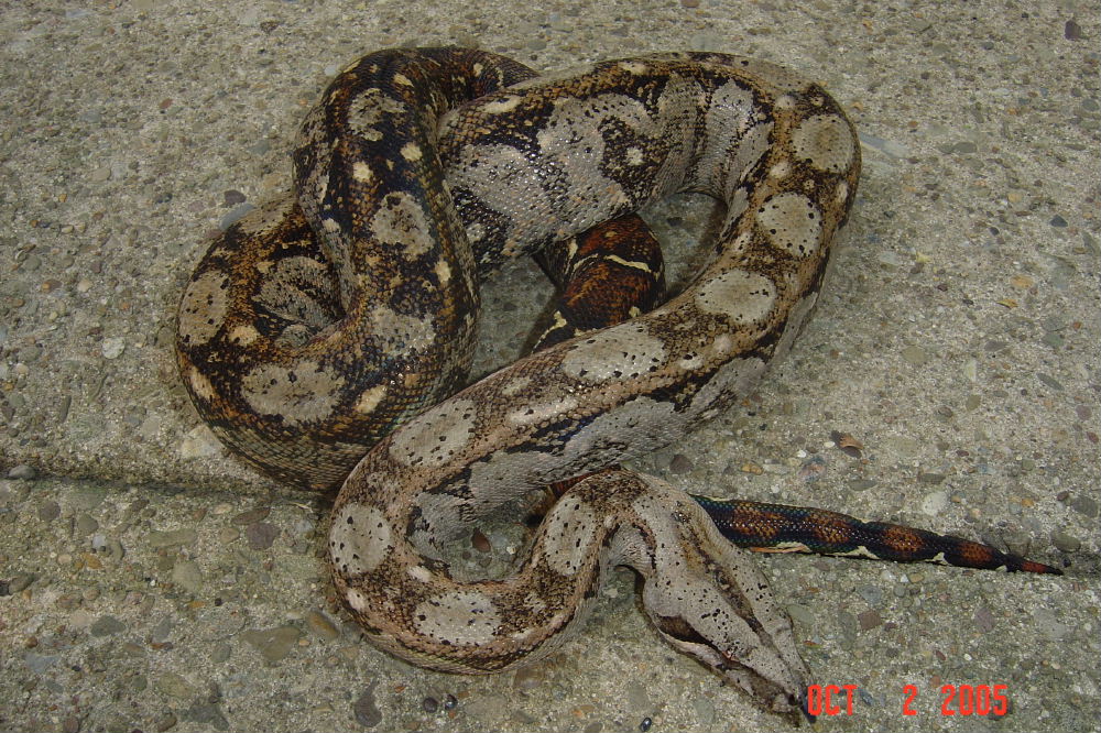 male sonoran