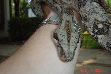 male sonoran