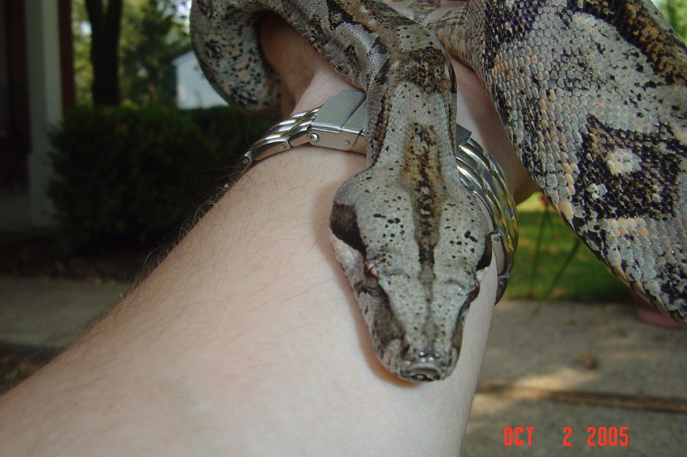 male sonoran