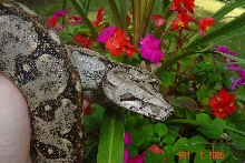 male sonoran