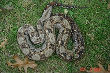 male sonoran