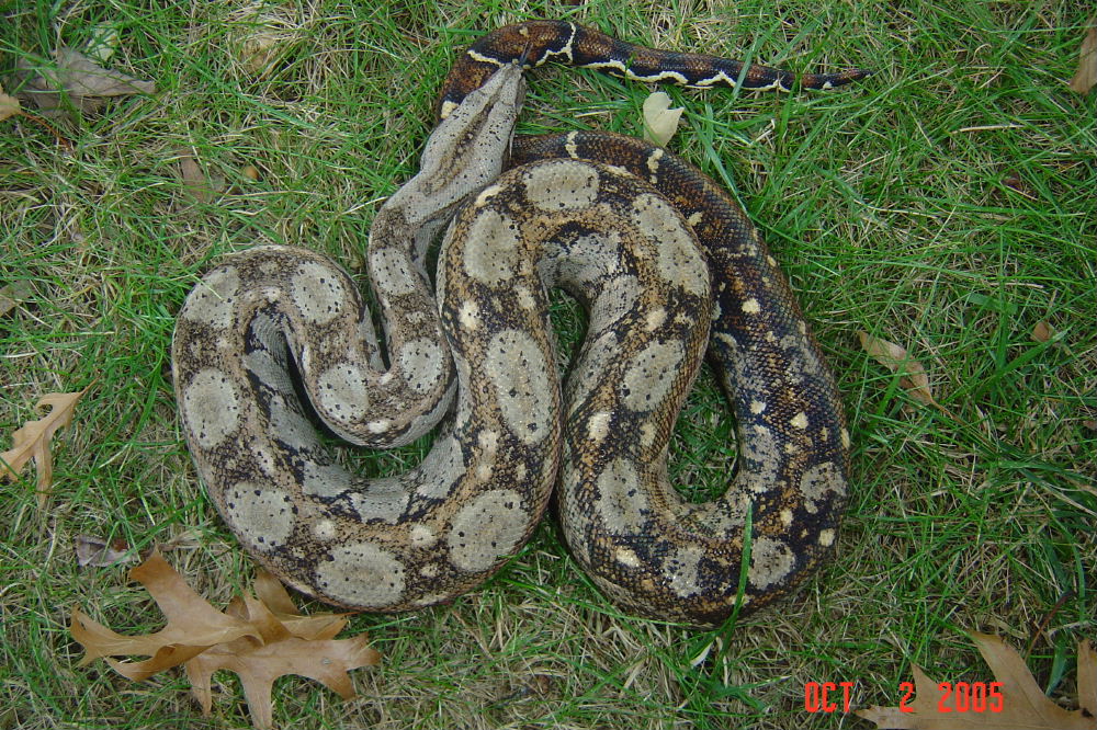 male sonoran