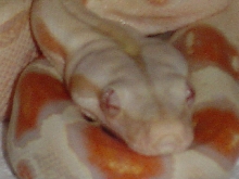New Albino