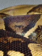 Anery Detail!