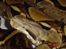Anery close up