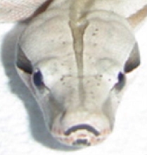 Blonde Bolivian amarali