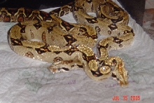 Costa Rican BCI