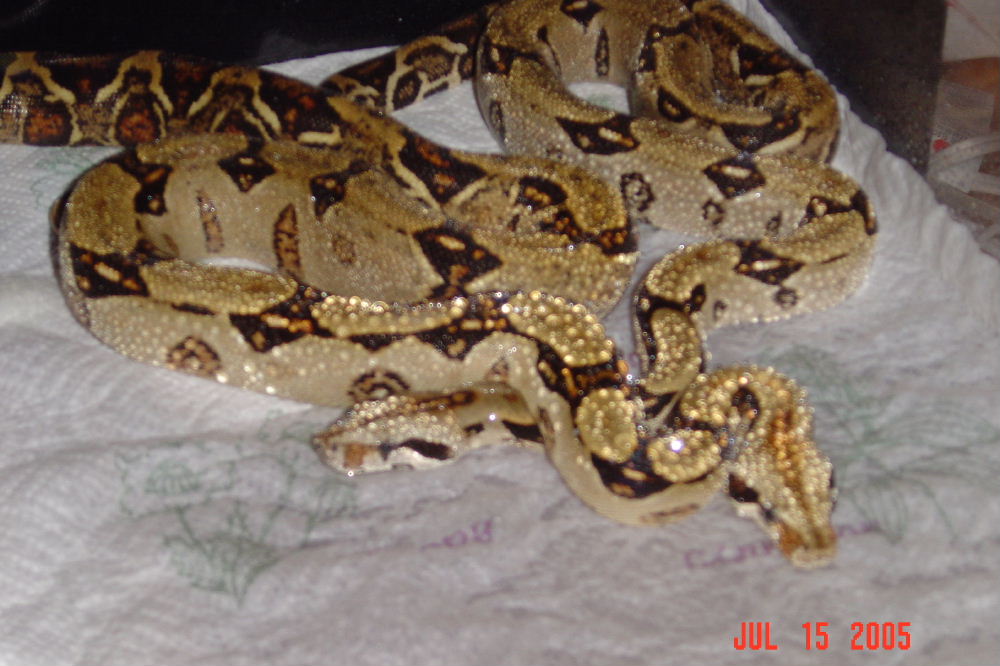 Costa Rican BCI