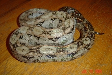 Sonoran Hypo