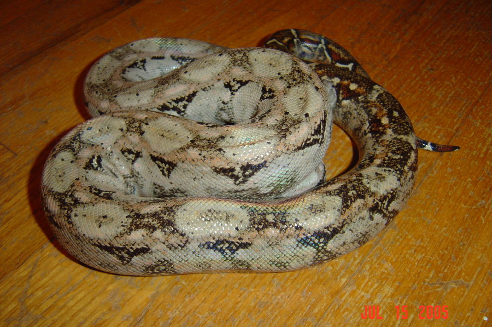 Sonoran Hypo