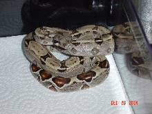 66% Het. Albino (female)
