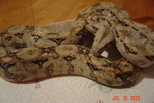 Hypo Sonoran female (Lavender)