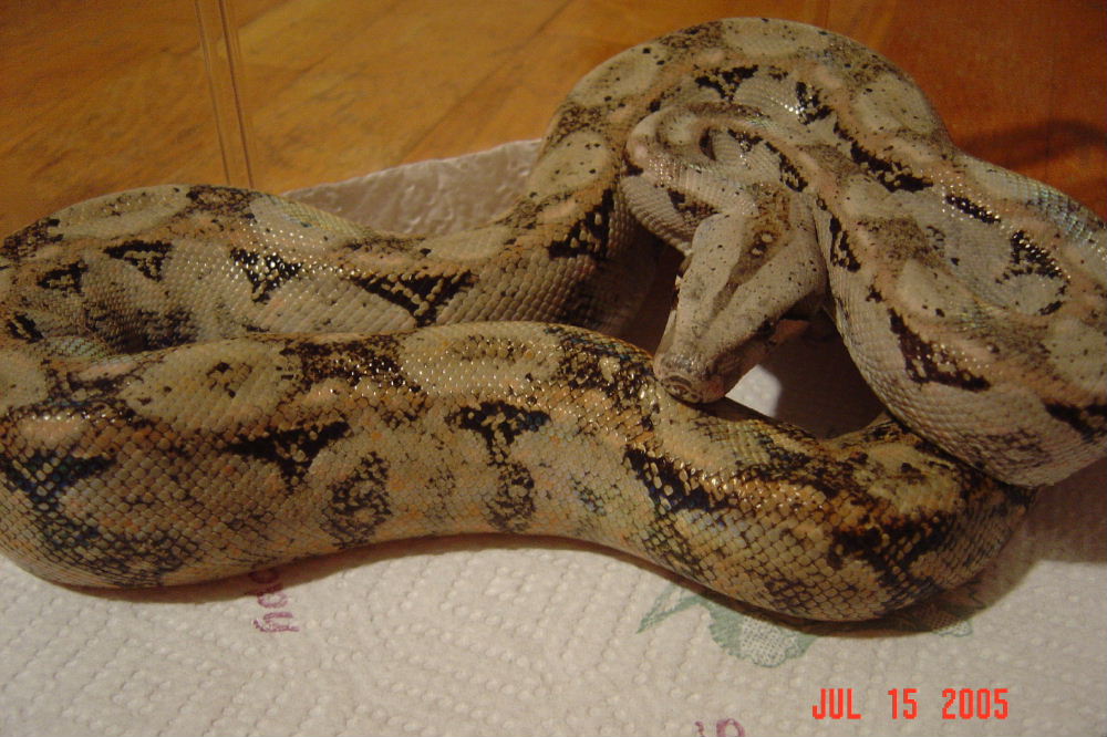 Hypo Sonoran female (Lavender)