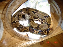 Costa Rican Imperator (m)