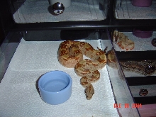 The Hypo, in her worst!
