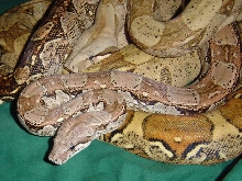Pair