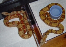 Hypo and ex-salmon