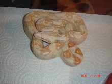 Sharp Albino
