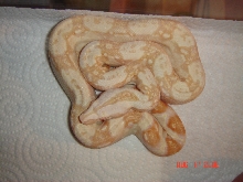 Sharp Albino