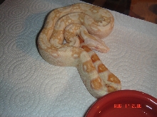 Sharp Albino