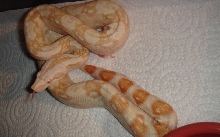 Sharp Albino