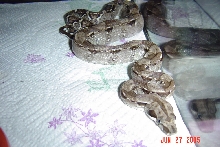 Type II Anery 66% het  Albino