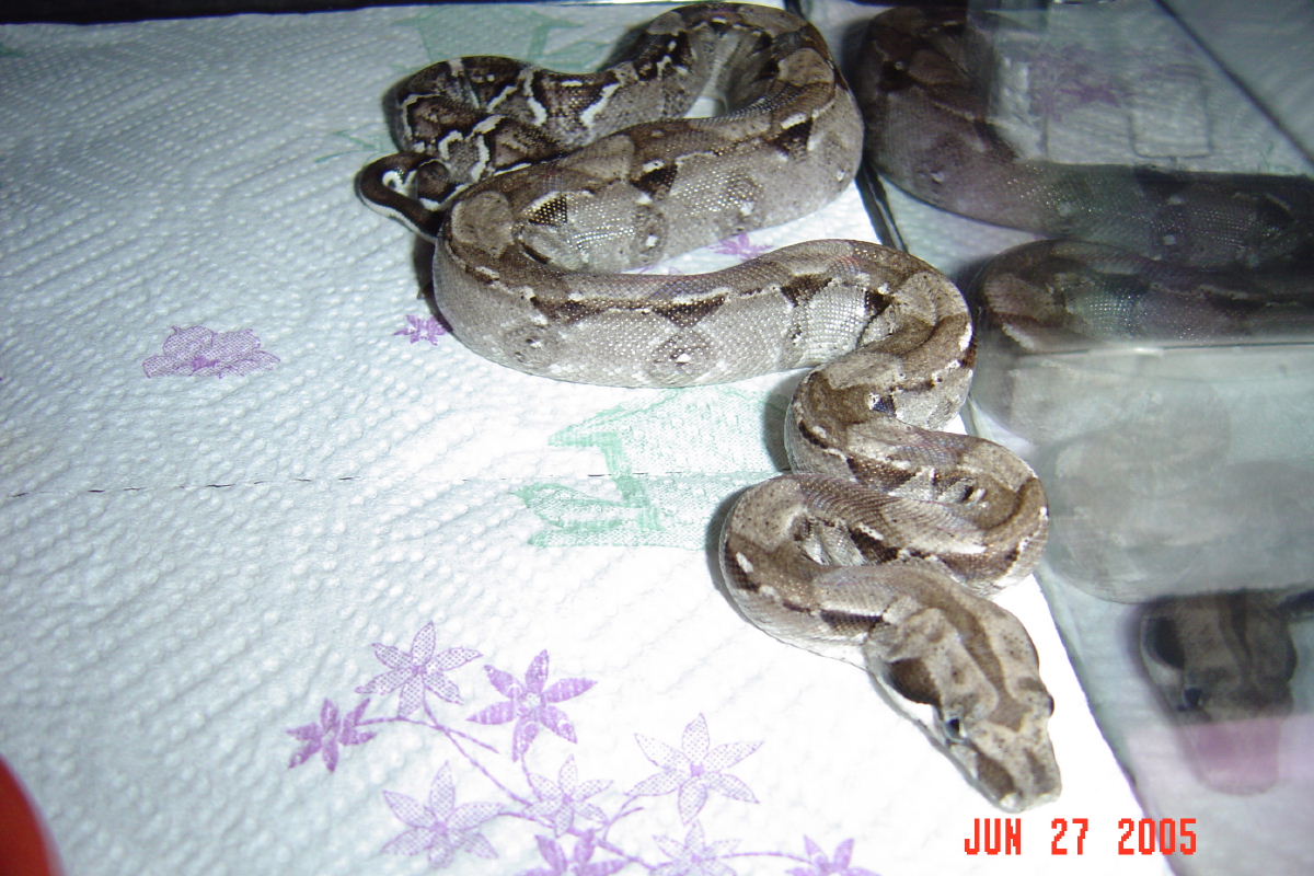 Type II Anery 66% het  Albino