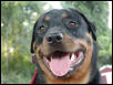 happy rottie