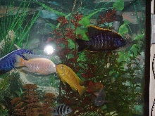 African Cichlids
