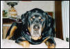 old sweet patches