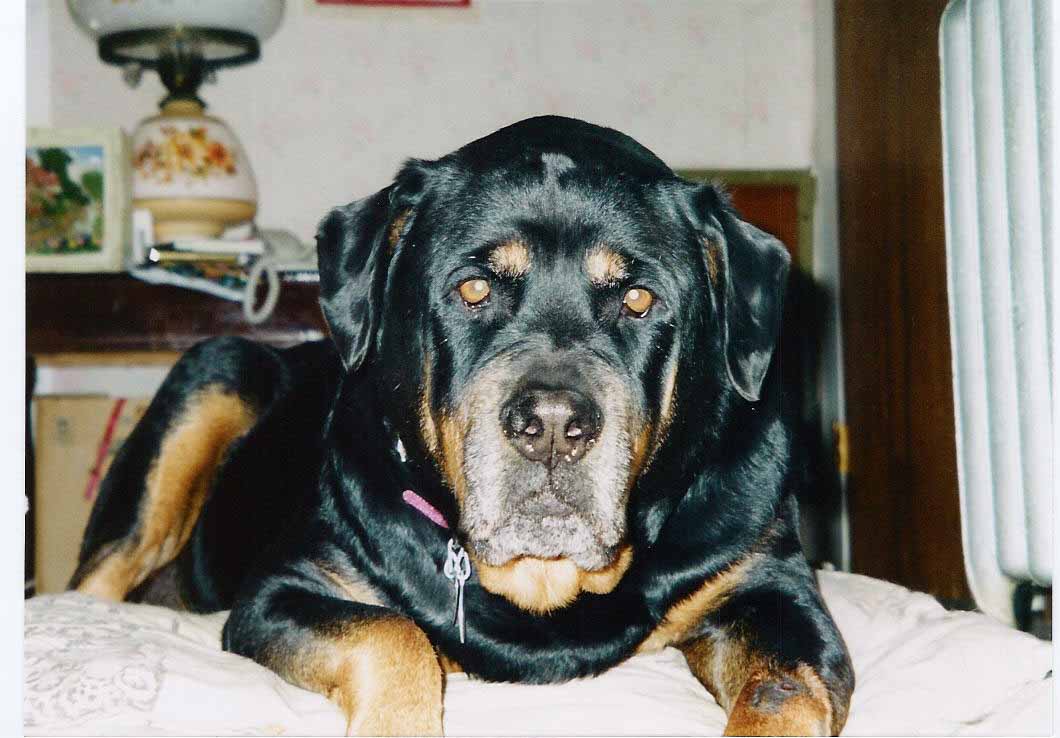 old sweet patches
