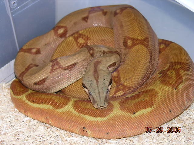 orangasm hypo
