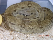 big ghost