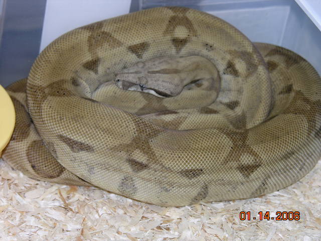 big ghost